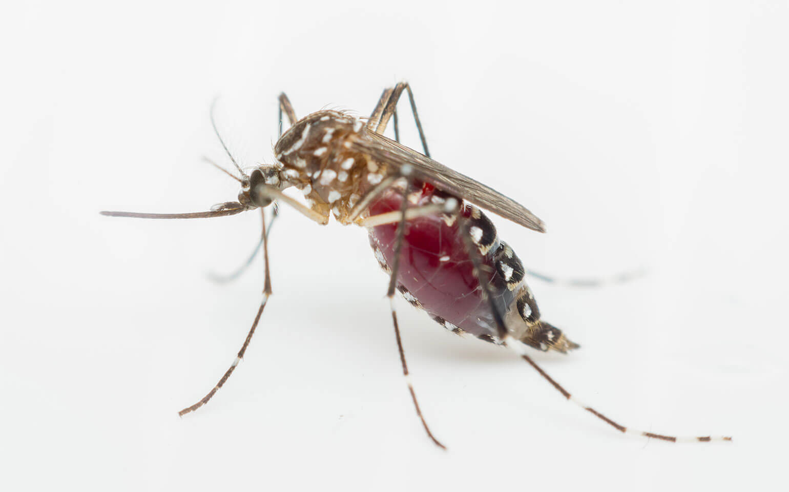 ¿Qué mosquitos son portadores del virus de la fiebre amarilla? 